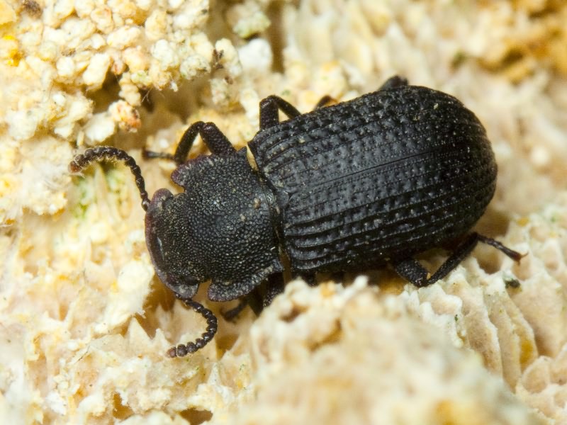 Bolitophagus reticulatus (Linnaeus, 1767)